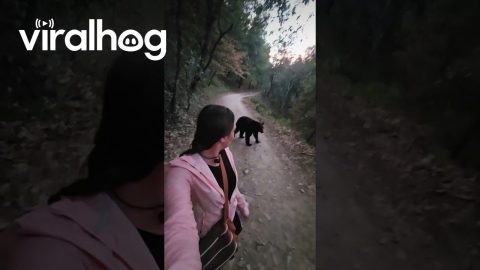 Woman Calmly Walks Away From Black Bear || ViralHog
