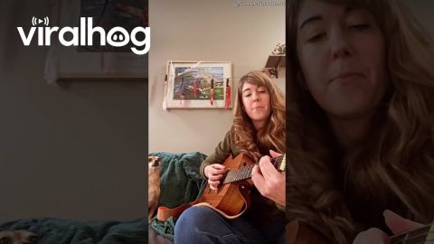 Howling Dog Duets With Guitar Player || ViralHog