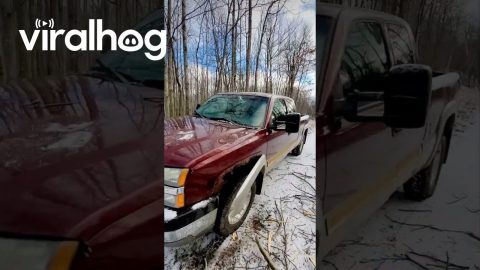 Guy Accidentally Drops Tree Onto Truck || ViralHog
