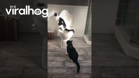 Cat Takes A Long Leak In Toilet || ViralHog