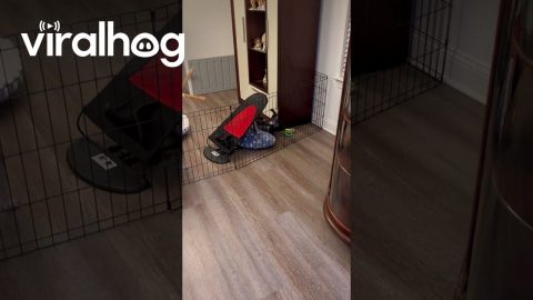 Frenchie Puppies Attempt to Escape From Pen || ViralHog