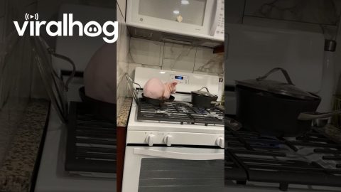 Sphinx Cat Wants to Help With Dinner || ViralHog