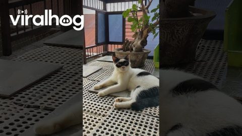 The Masked Meow-Sketeer || ViralHog