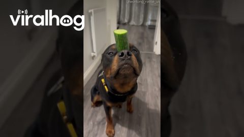 The Majestic Rottweilericorn || ViralHog