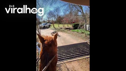 Rancher Ropes Escaping Calf || ViralHog