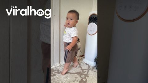 Kitten Clings To Boy || ViralHog