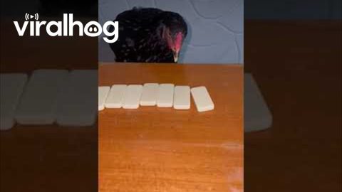Rooster Plays Dominoes || ViralHog