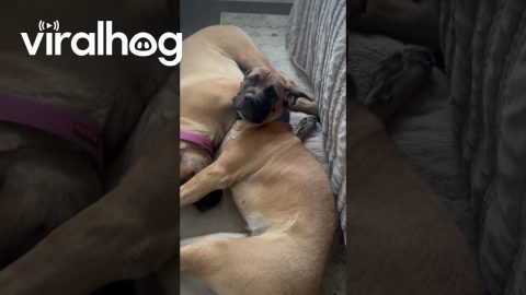 Cuddling English Mastiff Sisters Struggle to Wake Up || ViralHog