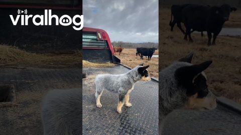 Blue Heeler Pup Barks at Cattle || ViralHog