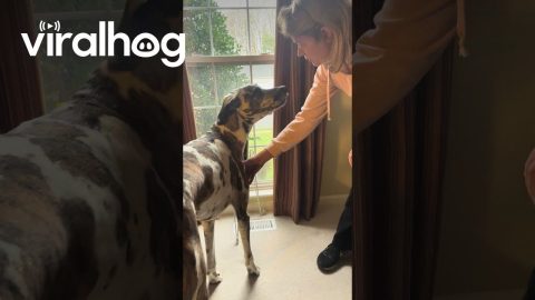 Great Dane Chatters Teeth Before Doctor Visit || ViralHog