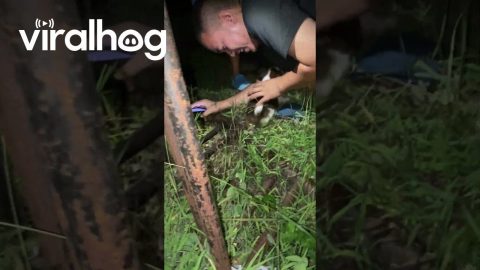 Puppy Rescued From Hole || ViralHog