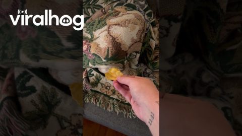 Sleeping Pup Has Snack Priorities || ViralHog
