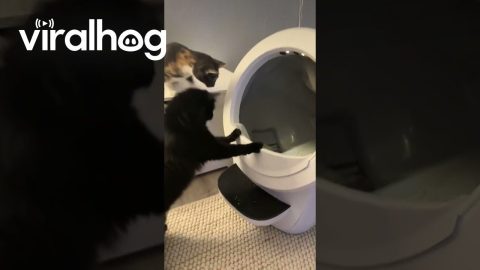 Cats Shook By Self-Cleaning Litter Box || ViralHog