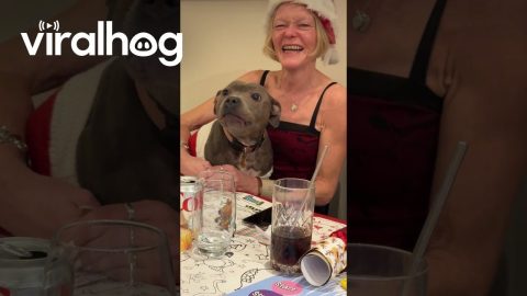 Staffordshire Bull Terrier Enthusiastically Recites Reindeer Names || ViralHog