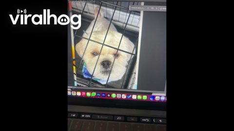 AI Generative Fill Fail || ViralHog