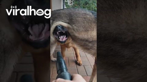 German Shepherd Chomps The Air || ViralHog