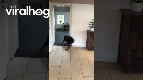 Doberman Goes in Circles Chasing Ball || ViralHog