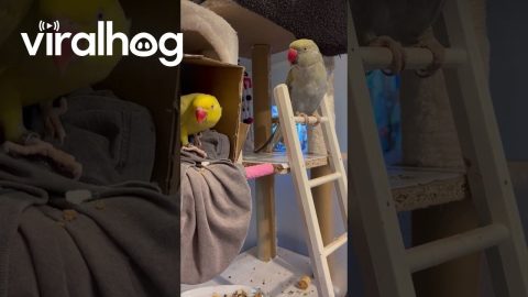 This Parrot Would Rather Stay Inside Today || ViralHog