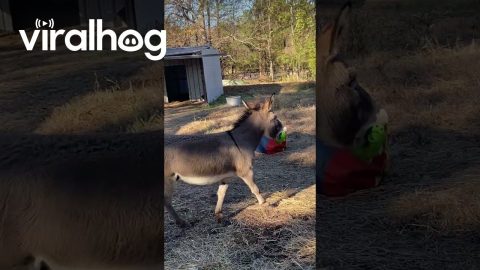 Playful Donkey Has A Good Day || ViralHog