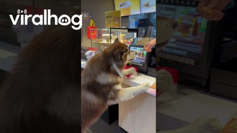 Friendly Dog Samples Chicken Nuggets || ViralHog