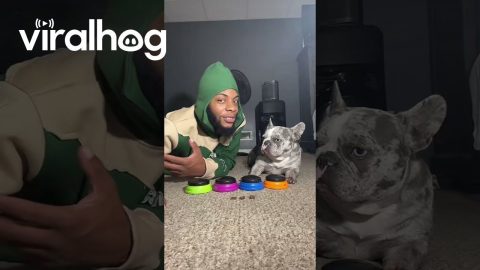 Dog Doesn't Miss Her Puppy Daddy || ViralHog