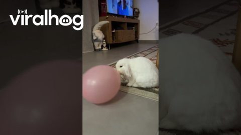 Cute Bunny Plays With Balloon || ViralHog