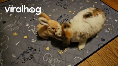Holland Lop Kicks Electronic Bunny || ViralHog