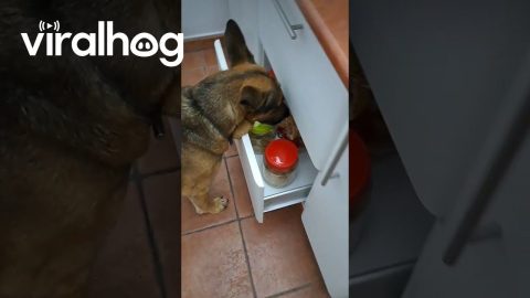 Clever Dog Asks For a Treat || ViralHog