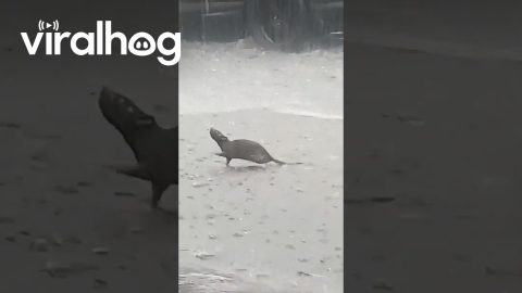 Rat Rejoices In The Pouring Rain || ViralHog