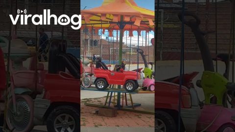 Dog Rides on Carousel || ViralHog