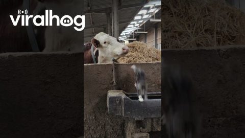 Cow Thinks Kitten Needs a Bath || ViralHog