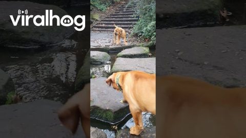 Puppies Attempt To Cross || ViralHog