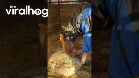Horse Helps With Stall Chores || ViralHog
