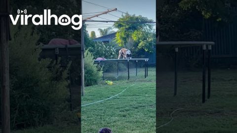 Dog Has Fun Jumping on Trampoline || ViralHog