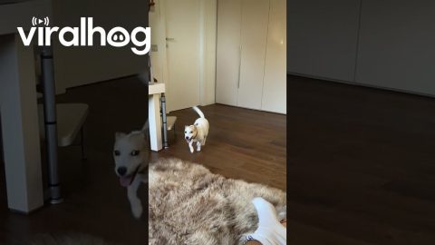Excited Dog Parkours Off Doorframe || ViralHog