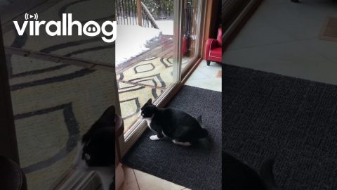 Gina The Cat Is The Bane Of All Feathers || ViralHog