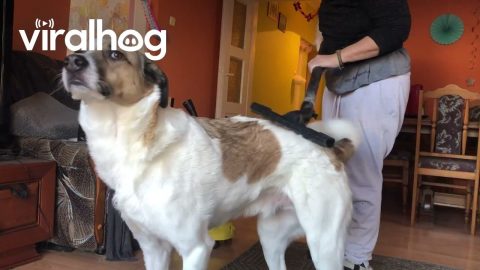 Dog Loves Getting Vacuumed || ViralHog