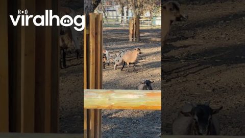 Pig Learns Karma From Kicking Goat || ViralHog