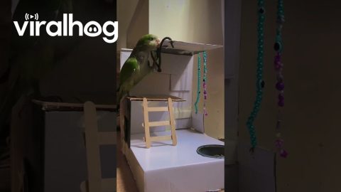 Parrot Falls Off Popsicle Stick Stairs || ViralHog