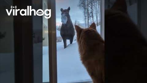 House Cat Watches Moose in Backyard || ViralHog