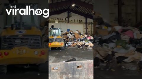 Bald Eagles Flock to Garbage Dump || ViralHog