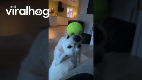 Molly the Derpy Golden Retriever Puppy Plays with Ball || ViralHog