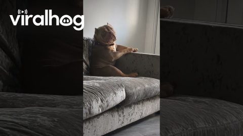 Dog Pouts Like A Human || ViralHog