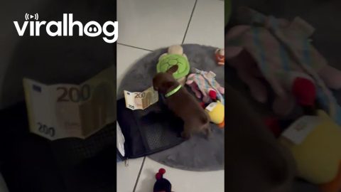 Tiny Pup Takes Off With Cash || ViralHog