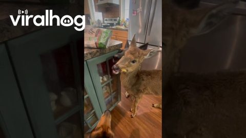 Fawn Snacks on Chips With Canine Friends || ViralHog