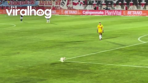 Stray Dog Disrupts Pro Soccer Match to Help Water the Grass || ViralHog