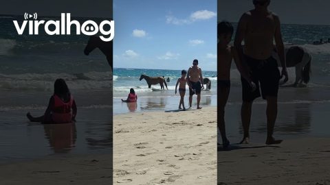 Horses Have a Beach Day || ViralHog