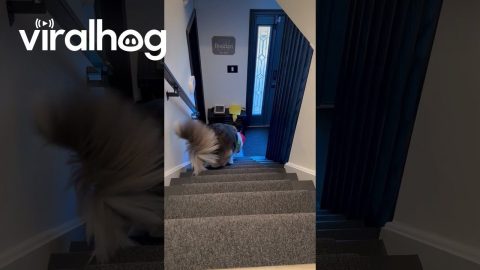 Problem Solving Puppy Gets Pickle Plush Upstairs || ViralHog