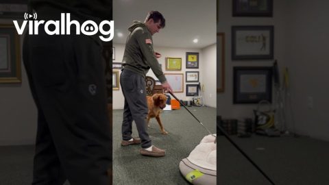 Piper the Golden Retriever Helps Dad Learn to Putt || ViralHog