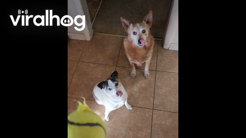 Dogs Lick Lips When Toy Squeaks || ViralHog